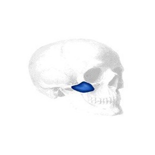 Terino Malar Shell Implantat, Large 0,5 cm (2 Stk.