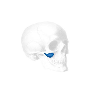 Conform Binder Submalar Implantat, Large (2 Stk.)