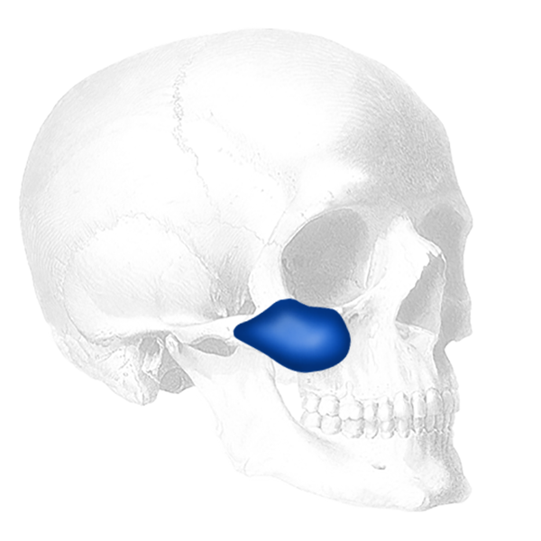 Combined Submalar Shell Implantat, Medium (2 Stk.)